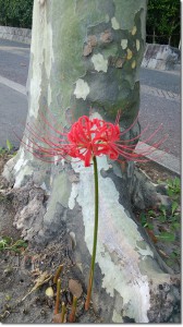 秋分の日：二十四節気を覚えよう！