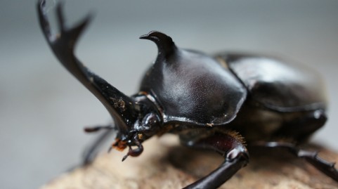 カブトムシ クワガタムシをらくらく採集する方法と新月 満月の関係 大学受験合格大作戦