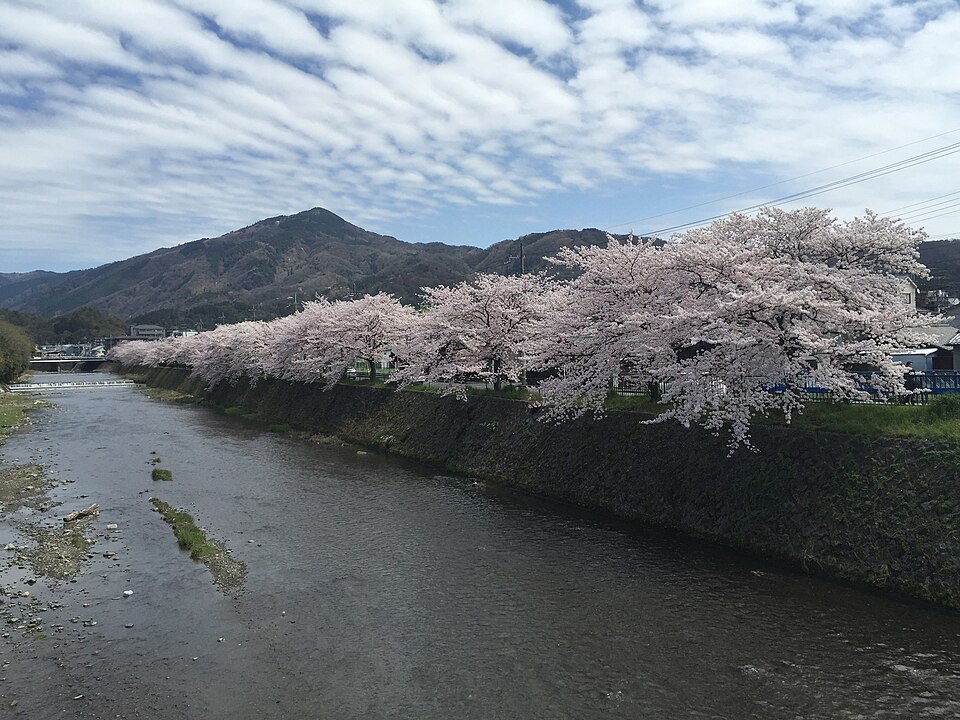 京都・高野川から見た春(桜)の比叡山