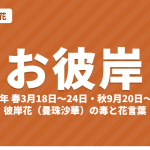 お彼岸とは？2027年の春彼岸・秋彼岸はいつ・意味と彼岸花（曼珠沙華）の毒・花言葉
