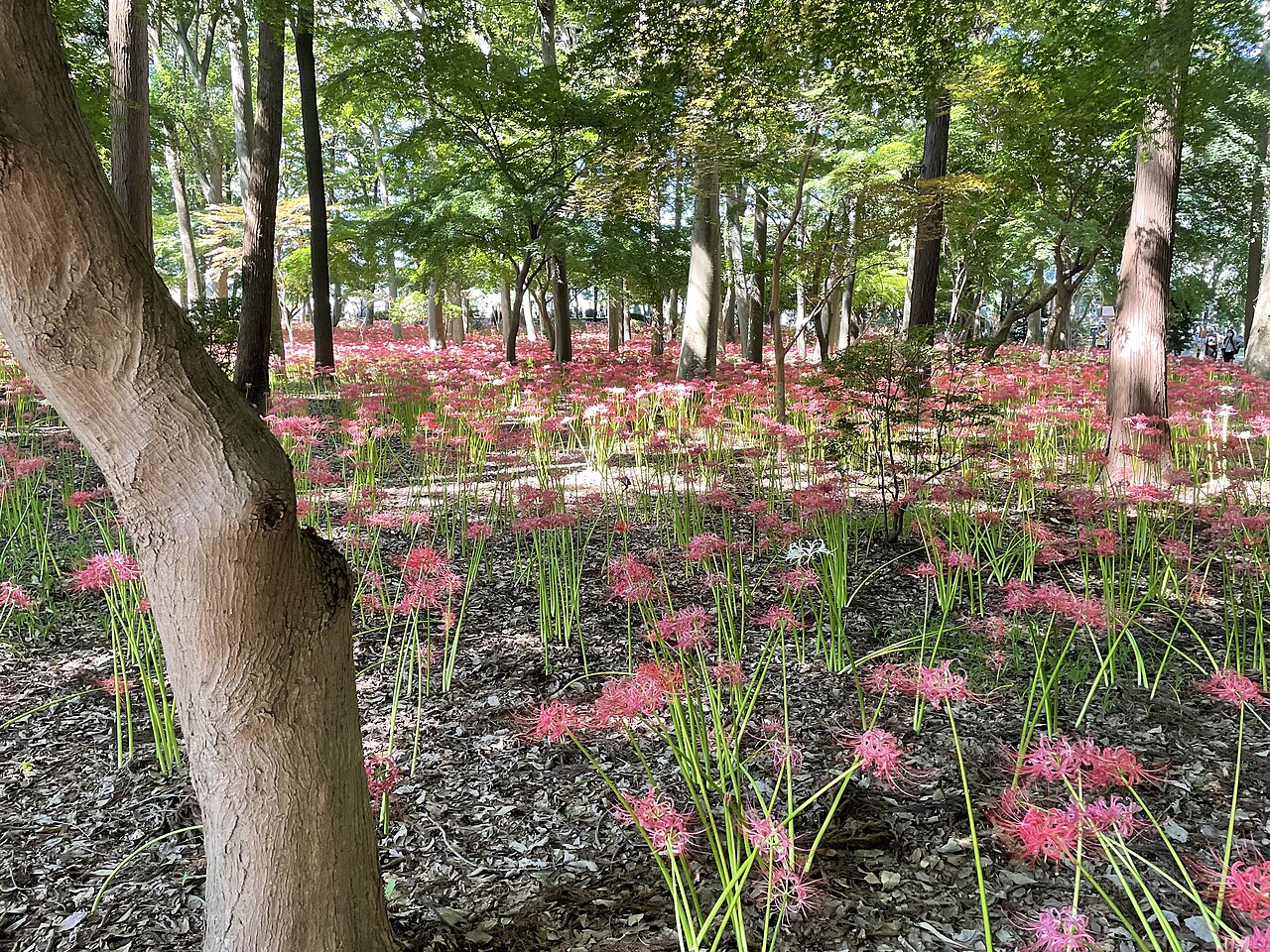 寺の境内に咲く彼岸花