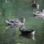 「一石二鳥」は英語からの和製語。故事成語ではない！？