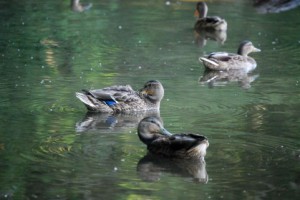 「一石二鳥」は英語からの和製語。故事成語ではない！？