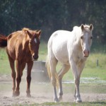 オテンバの意味・語源。キャンディ・キャンディの「オテンバ」っていったい何語？