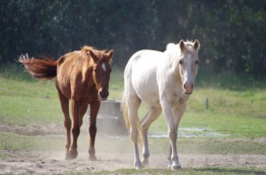 オテンバの意味・語源。キャンディ・キャンディの「オテンバ」っていったい何語？