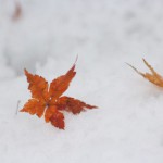 本日11月22日（旧暦10月20日）は二十四節気の一つ小雪です。