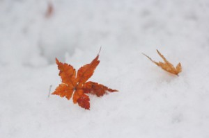 本日11月22日(旧暦10月20日)は二十四節気の一つ小雪です。