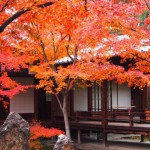 本日は二十四節気の一つ立冬です。二十四節気を覚えよう！