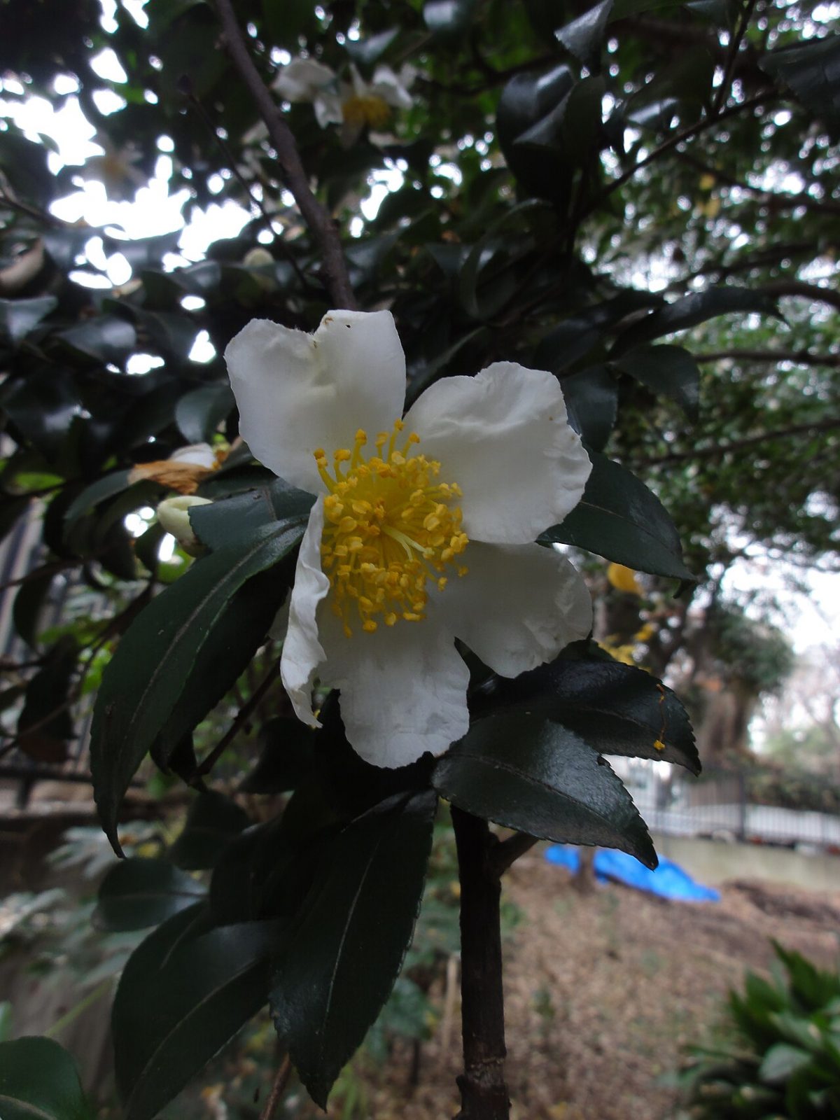 サザンカの花