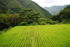 地図記号クイズ3～田んぼをあらわす記号はどっち？