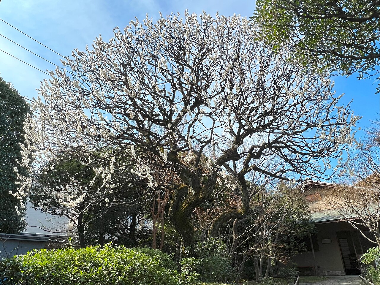 立春のころに咲く梅の花