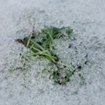 二十四節気を覚えよう！「雨水」