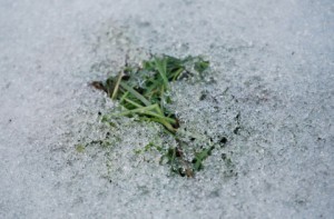 二十四節気を覚えよう！「雨水」