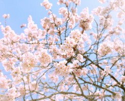 桜の木（サクラサク）