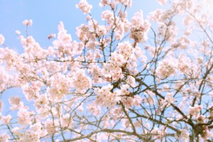 ｢サクラサク｣2014年桜の開花日予想・満開日予想～合格して桜の下で祝いたい