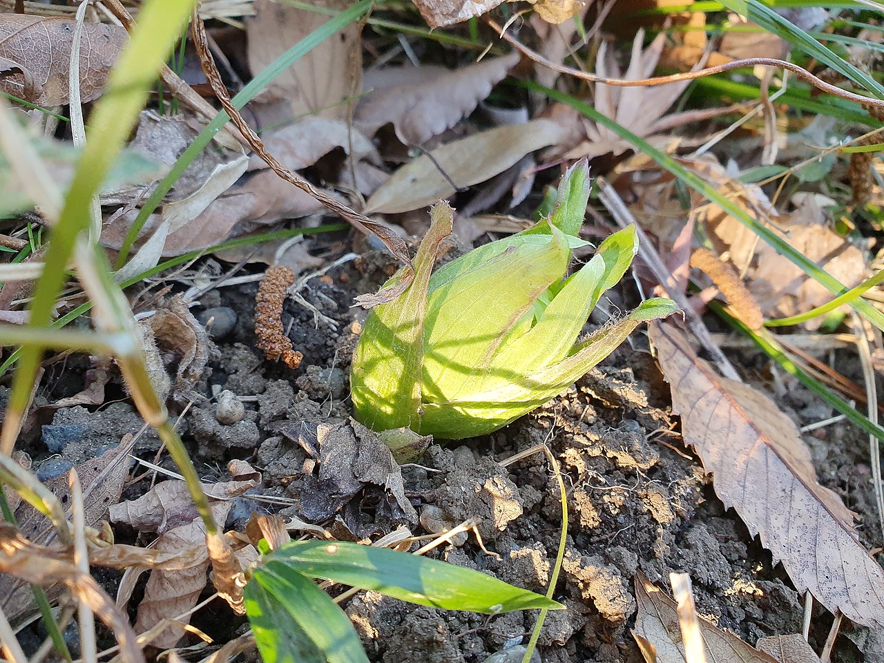 土から顔を出したふきのとう