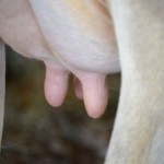 醍醐味（だいごみ）の語源と本来の意味。受験勉強を楽しむ方法。