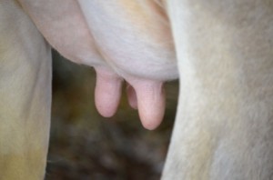 醍醐味（だいごみ）の語源と本来の意味。受験勉強を楽しむ方法。