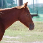 故郷に｢はなむけできない｣の｢はな｣は｢花｣or｢鼻｣？国語のお勉強