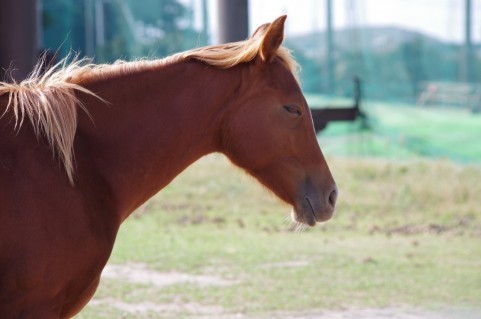 馬の鼻向け