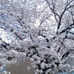 4月5日は二十四節気の一つ「清明」でした。&京都のお花見