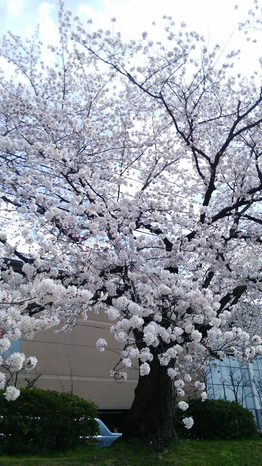 鴨川沿いの桜