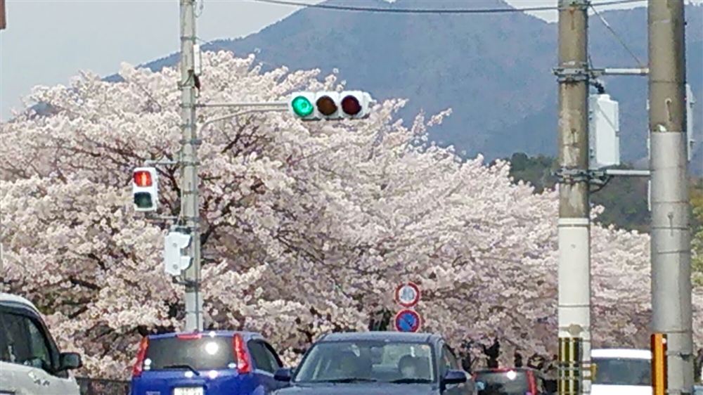 満開の桜と比叡山(京都・高野川沿い)
