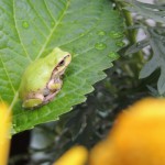 本日5月5日は二十四節気の一つ立夏（りっか）。春分の夏至のちょうど真ん中