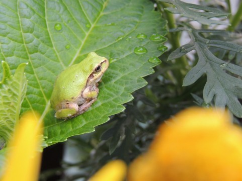 立夏はカエルが鳴き始めるころ