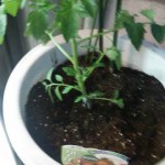 受験生はβカロテンとリコピンを摂取しよう。要するにトマトを食べるべし！【受験の食育】