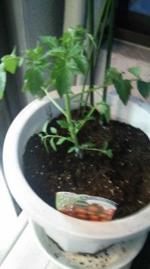 受験生はβカロテンとリコピンを摂取しよう。要するにトマトを食べるべし！【受験の食育】