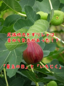 「夏至」と「いちじく」。尾張地方とギリシャ北部は昔からつながりがあった！？二十四節気を覚えよう！