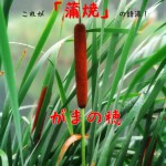 「蒲焼」の語源は「がまの穂」！？