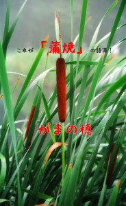 「蒲焼」の語源は「がまの穂」！？