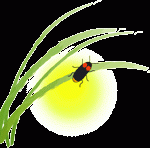 二十四節気のひとつ「芒種」：二十四節気を覚えよう！