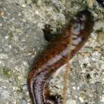 サンショウウオは両生類or爬虫類？うなぎ釣りしていたらサンショウウオが釣れた！&井伏鱒二の山椒魚