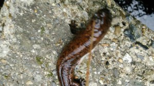 サンショウウオは両生類or爬虫類？うなぎ釣りしていたらサンショウウオが釣れた！&井伏鱒二の山椒魚