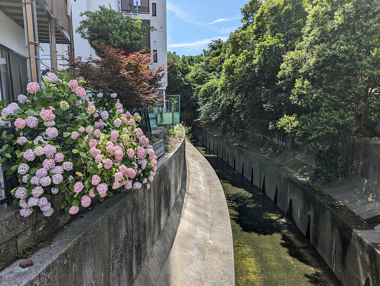 川沿いに咲く紫陽花
