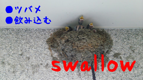 swallow