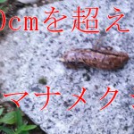 20cmを超えるヤマナメクジを捕獲！