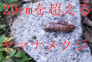 20cmを超えるヤマナメクジを捕獲！