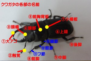クワガタの各部の名前とネブトクワガタ