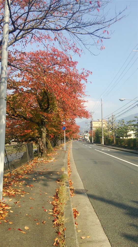 紅葉した京都・川端通の並木