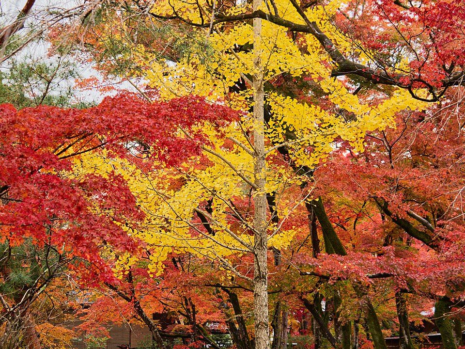 京都・嵐山 宝厳院の紅葉
