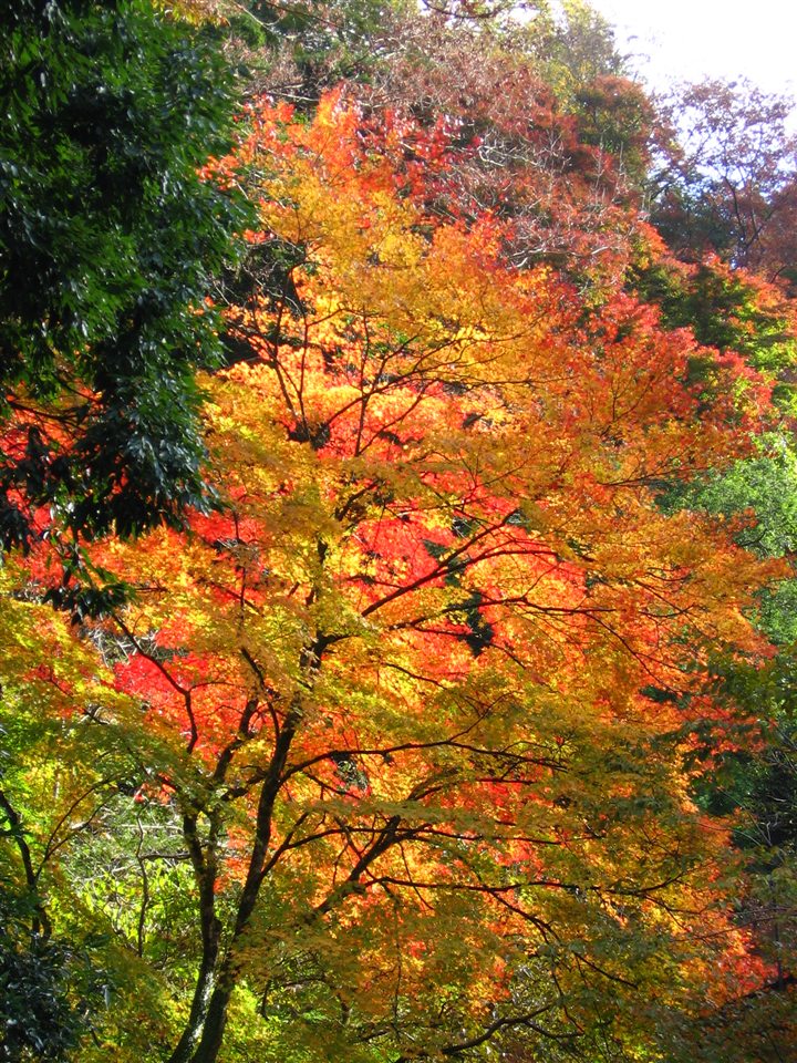 京都・貴船の紅葉