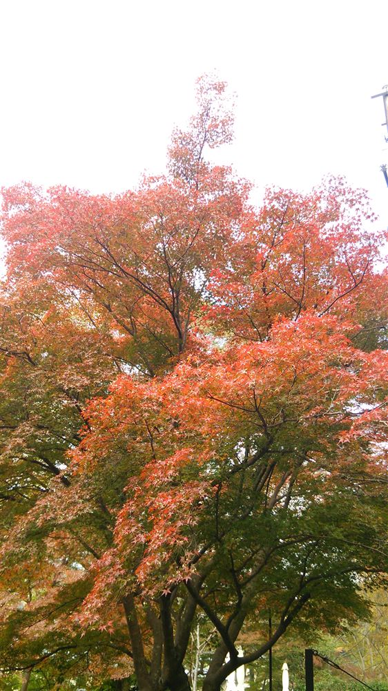 京都・八瀬の紅葉