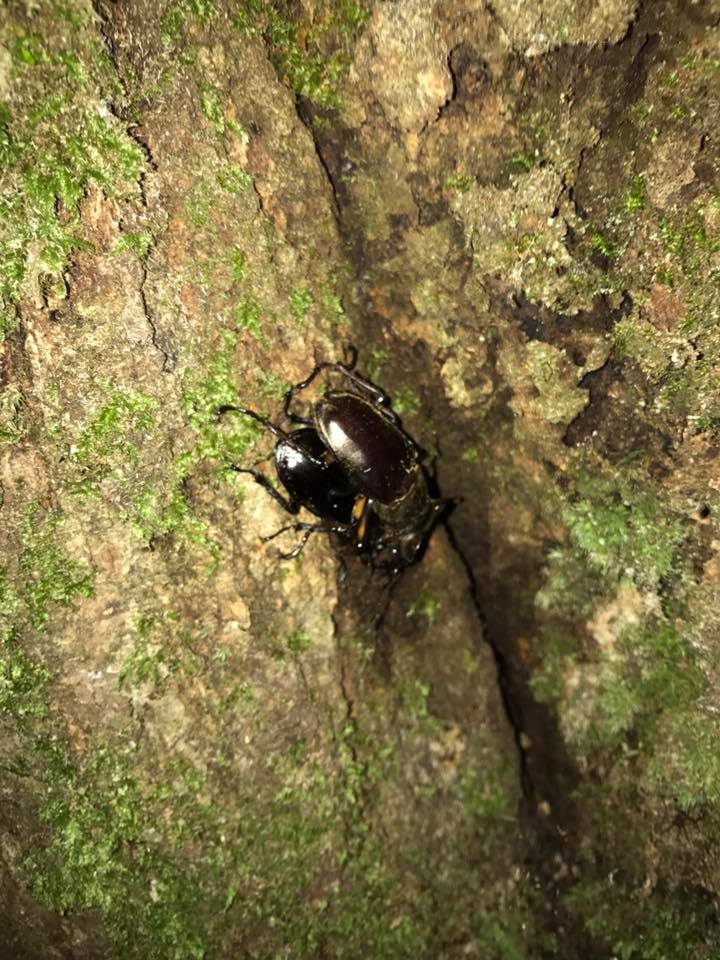 カブトムシ クワガタムシ採集 カブクワの獲り方 京都の左京区北区で主に獲っています 大学受験合格大作戦