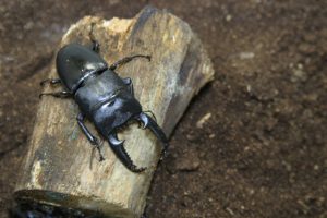 【カブトムシ・クワガタムシ採集】カブクワの獲り方。（京都の左京区北区で主に獲っています）