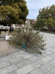 京大時計台前の孔雀
