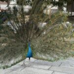 【2026年度】京大入試・直前下見ガイド！出町柳から時計台への「王道ルート」を動画で解説